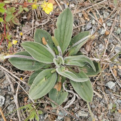 Plantago camtschatica, photographed by Валерия Ковалева