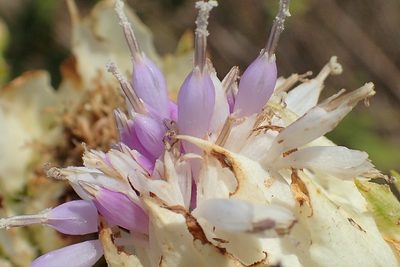 Gymnanthemum coloratum, photographed by Peter Warren