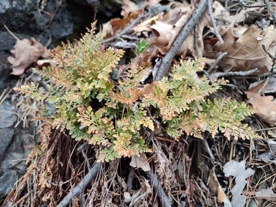 Asplenium cuneifolium, photographed by Erwin Gruber