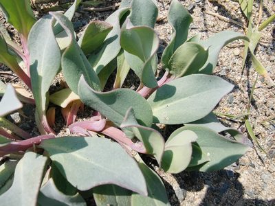Mertensia maritima