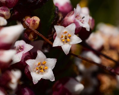 Cuscuta purpurata, photographed by Nicolás Villaseca Merino
