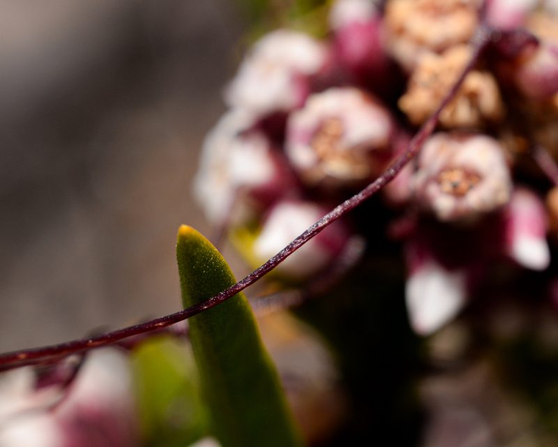 Cuscuta purpurata, photographed by Nicolás Villaseca Merino