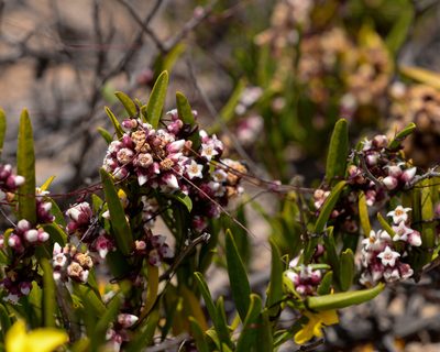 Cuscuta purpurata, photographed by Nicolás Villaseca Merino