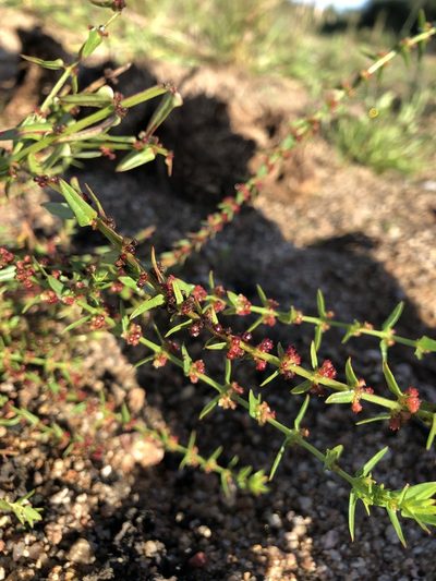 Ammannia prieuriana, photographed by Caroline Voget