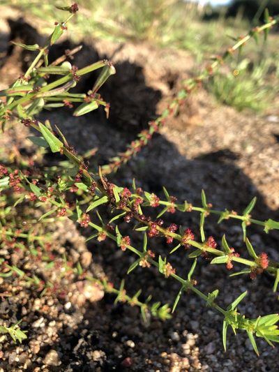 Ammannia prieuriana, photographed by Caroline Voget