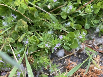 Sherardia arvensis, photographed by Lee