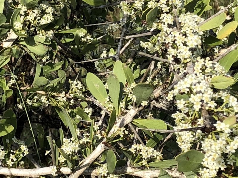 Gymnosporia buxifolia, photographed by Caroline Voget