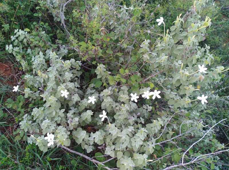 Barleria longiflora, photographed by Hopeland