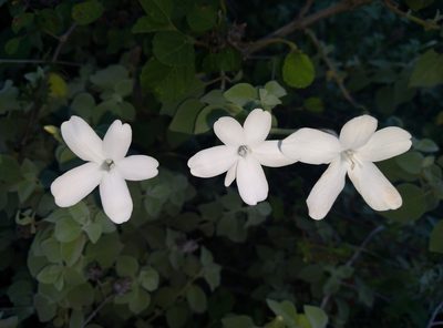Barleria longiflora, photographed by Hopeland