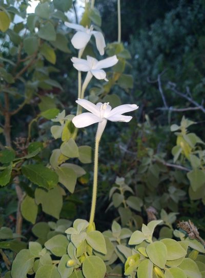 Barleria longiflora, photographed by Hopeland