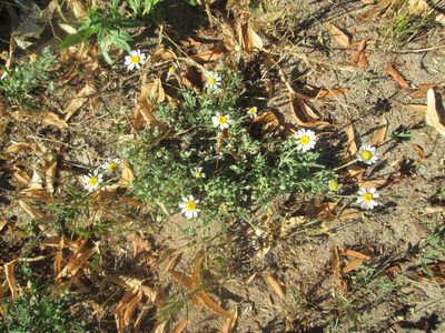 Anthemis arvensis, photographed by Andreas Rockstein