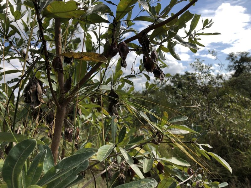Terminalia sericea, photographed by Caroline Voget