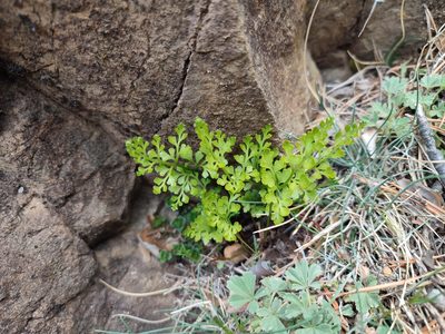 Asplenium cuneifolium, photographed by Erwin Gruber