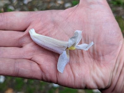 Paulownia tomentosa, photographed by Connor Sites-Bowen