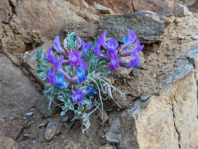 Astragalus missouriensis, photographed by Ren Gianforte
