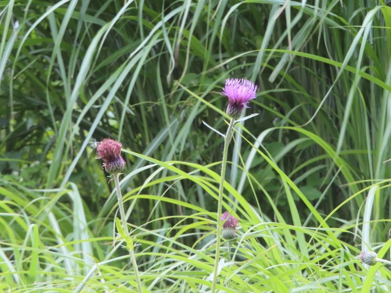 Cirsium japonicum, photographed by mami_t_t