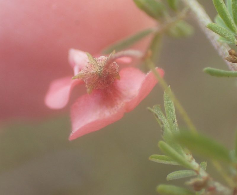 Indigofera verrucosa, photographed by Nicola van Berkel