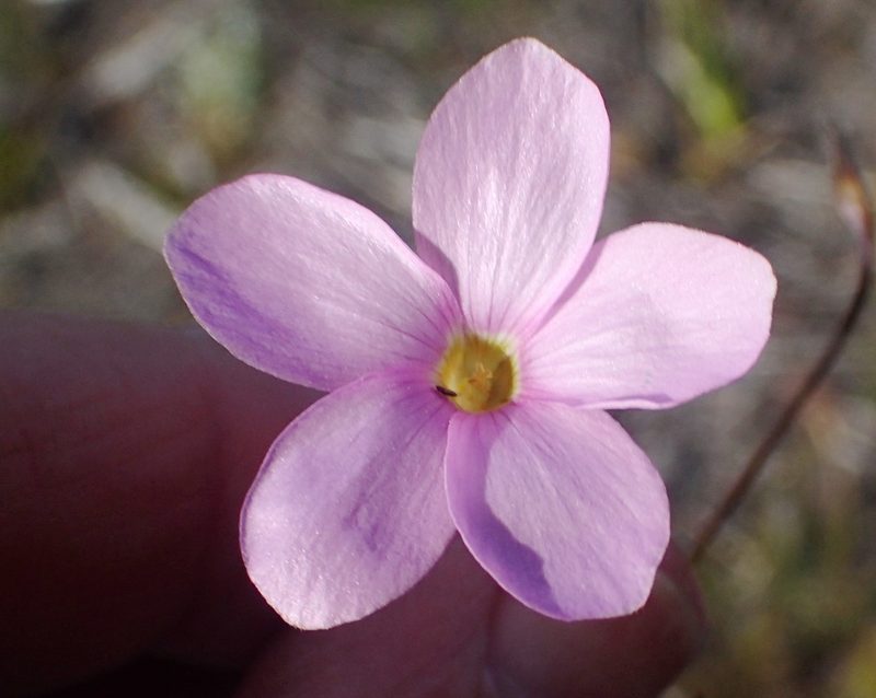 Oxalis polyphylla, photographed by Nicola van Berkel
