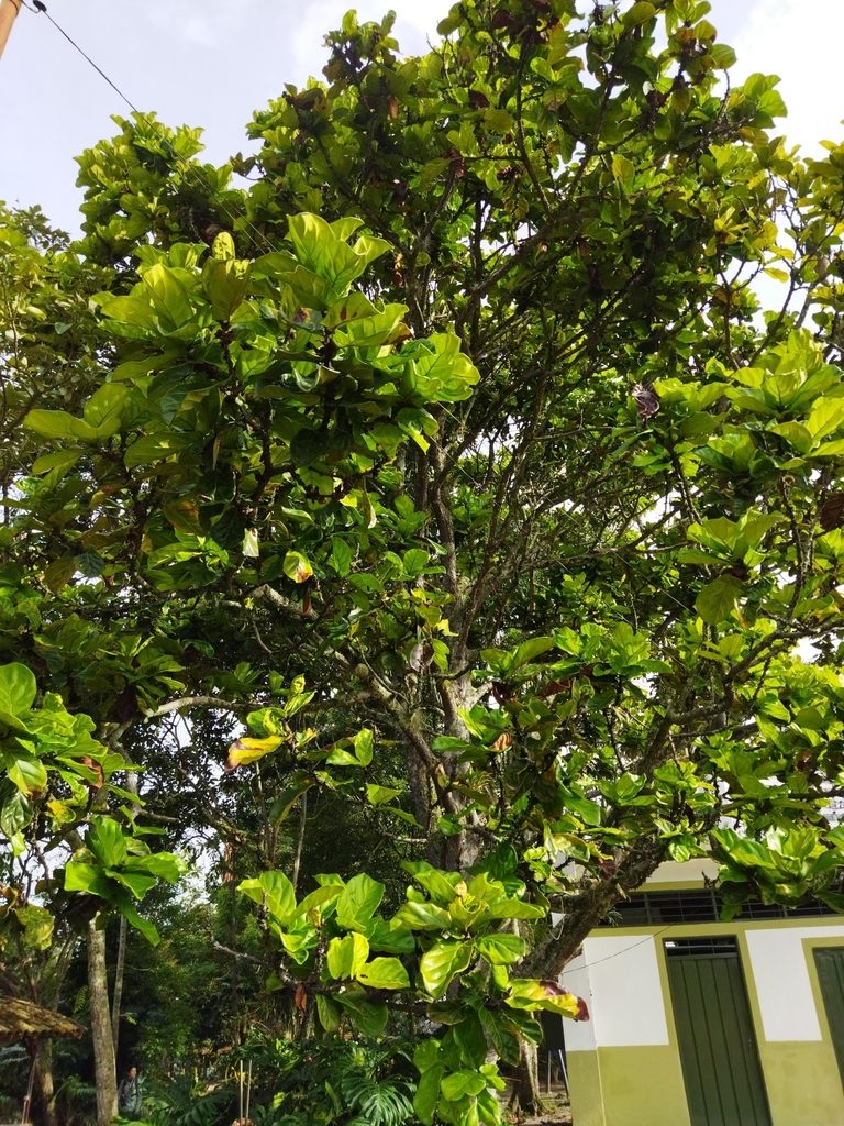 Ficus lyrata, photographed by Thalia M. Mite