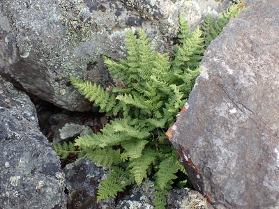 Woodsia scopulina, photographed by Randal