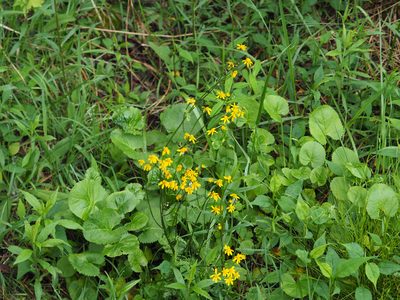 Packera aurea, photographed by mefisher