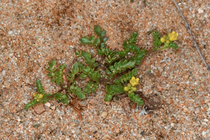 Rorippa subumbellata, photographed by Trevor Van Loon