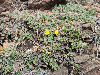 Genista pilosa, photographed by Erwin Gruber