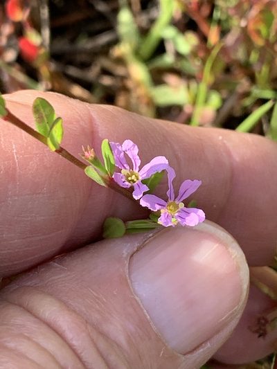 Lythrum flagellare, photographed by Claire Herzog