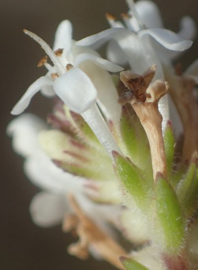 Selago setulosa, photographed by Nicola van Berkel