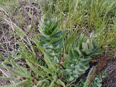 Linaria dalmatica, photographed by Randal