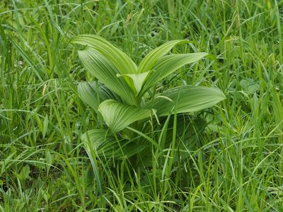 Veratrum viride, photographed by mefisher