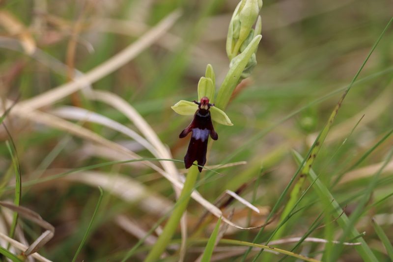 Ophrys insectifera, photographed by harry beaman