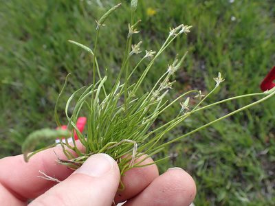 Ranunculus minimus, photographed by Randal