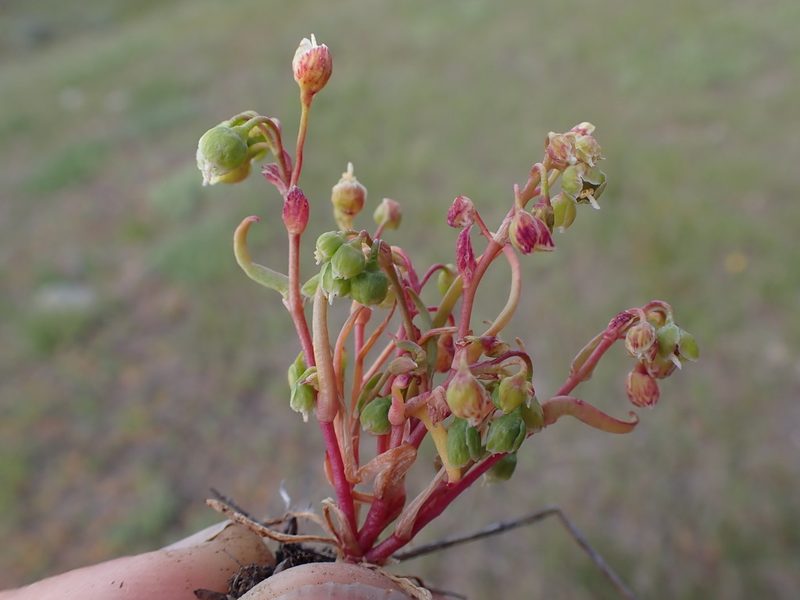 Montia linearis, photographed by Randal