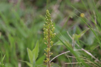 Neottia ovata, photographed by harry beaman