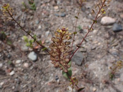 Lepidium perfoliatum, photographed by Randal