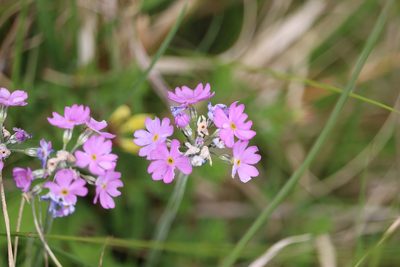 Primula farinosa, photographed by harry beaman