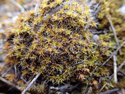Syntrichia ruralis, photographed by Randal