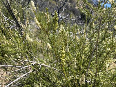 Adenostoma fasciculatum, photographed by Justin Felder