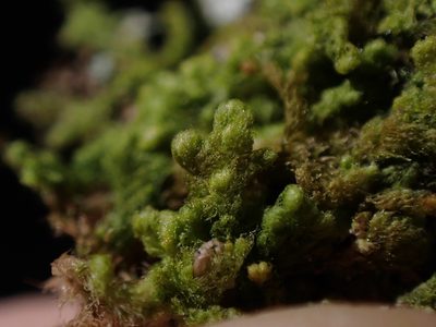 Ptilidium pulcherrimum, photographed by Randal