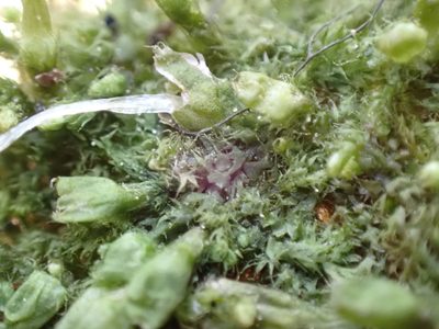 Ptilidium californicum, photographed by Randal