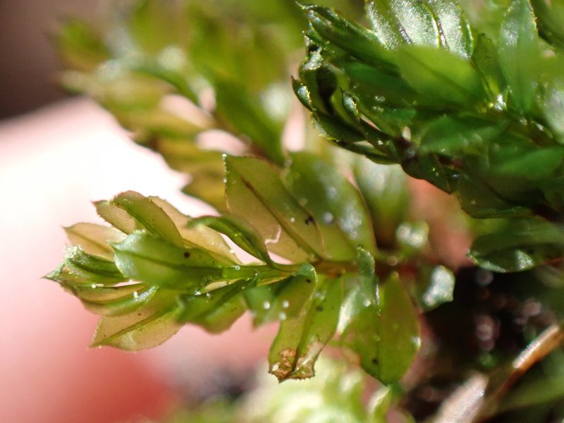 Mnium spinulosum, photographed by Randal