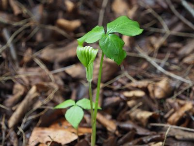 Arisaema stewardsonii, photographed by mefisher