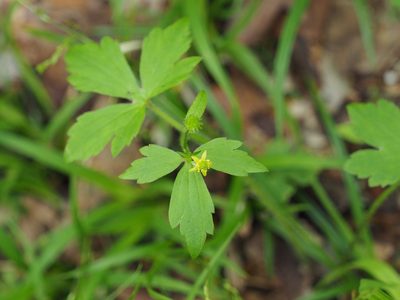 Ranunculus recurvatus, photographed by mefisher