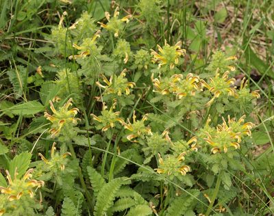 Pedicularis canadensis, photographed by Trix Niernberger