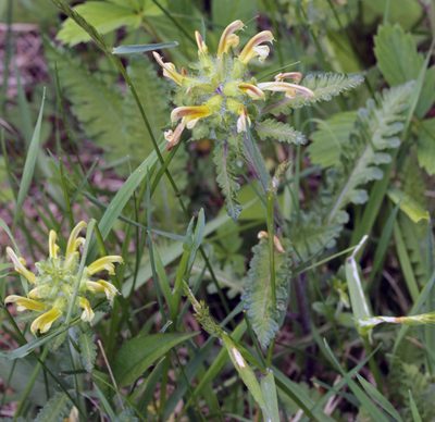 Pedicularis canadensis, photographed by Trix Niernberger
