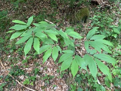 Castanea sativa, photographed by Katrin Simon