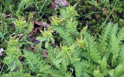 Pedicularis canadensis, photographed by Trix Niernberger