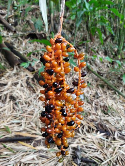 Chamaedorea pinnatifrons, photographed by Thalia M. Mite