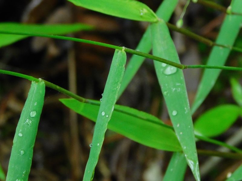 Dichanthelium dichotomum, photographed by Michael J. Papay